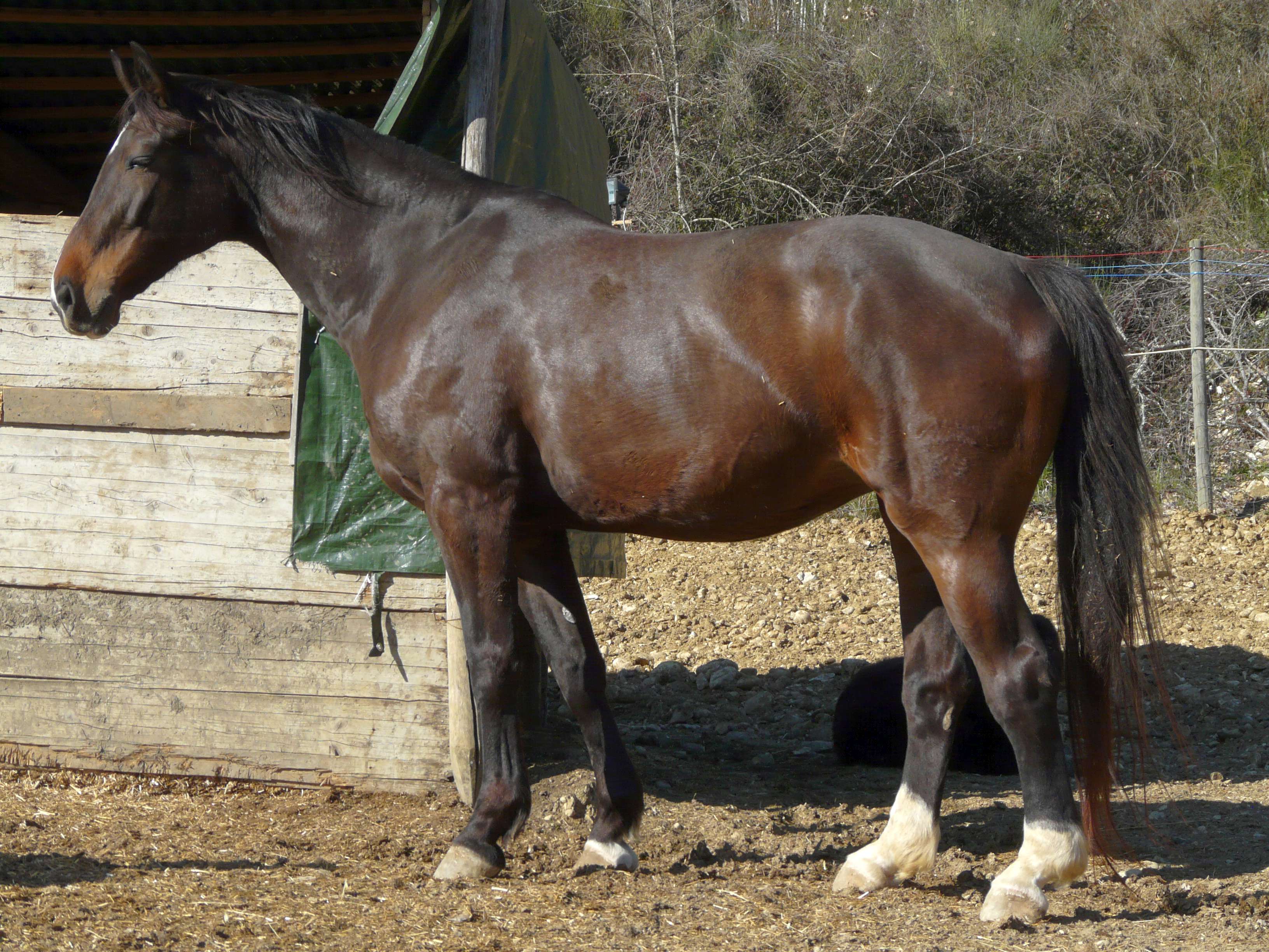 Butterfly Z, la mia prima cavalla da salto. Ha un carattere molto dolce.